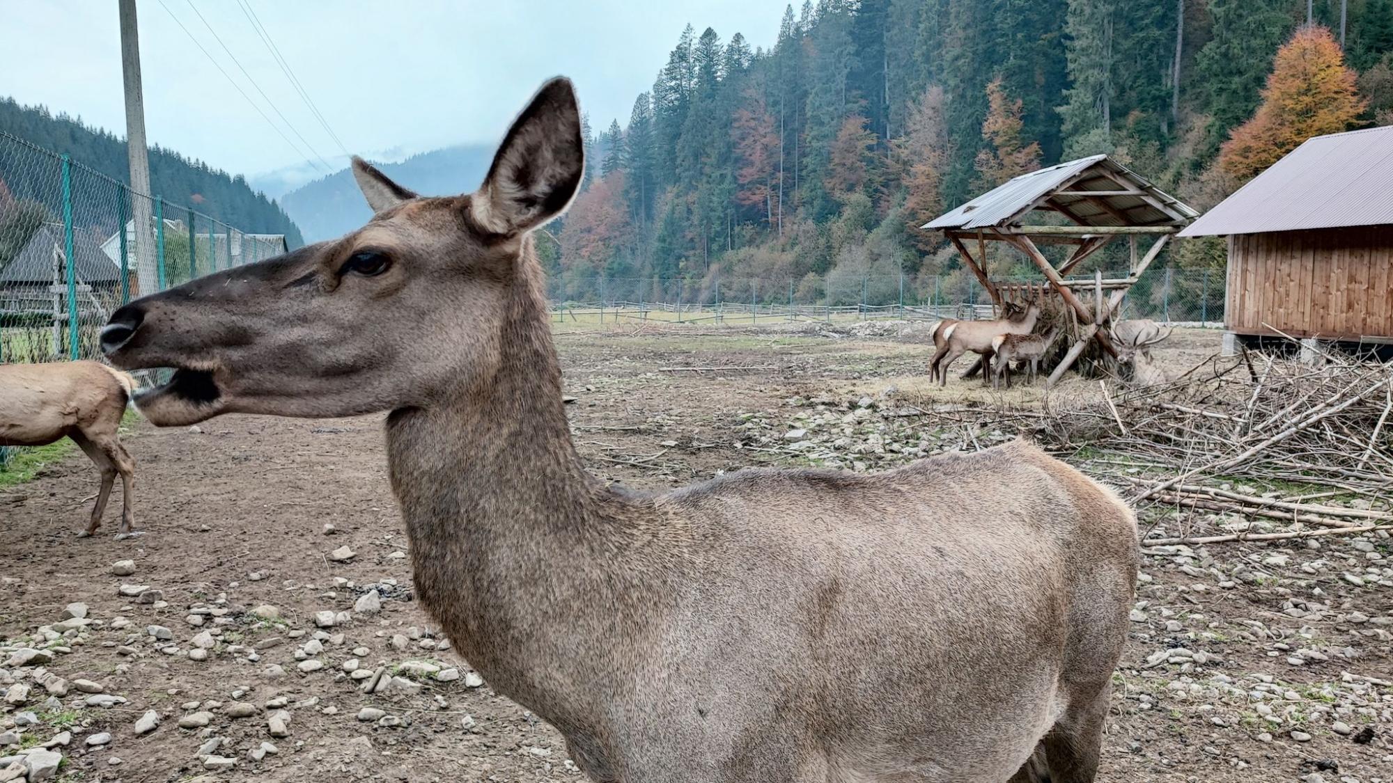 Осінь у Карпатах. Ідеальний дводенний маршрут для мандрівки у міжсезоння