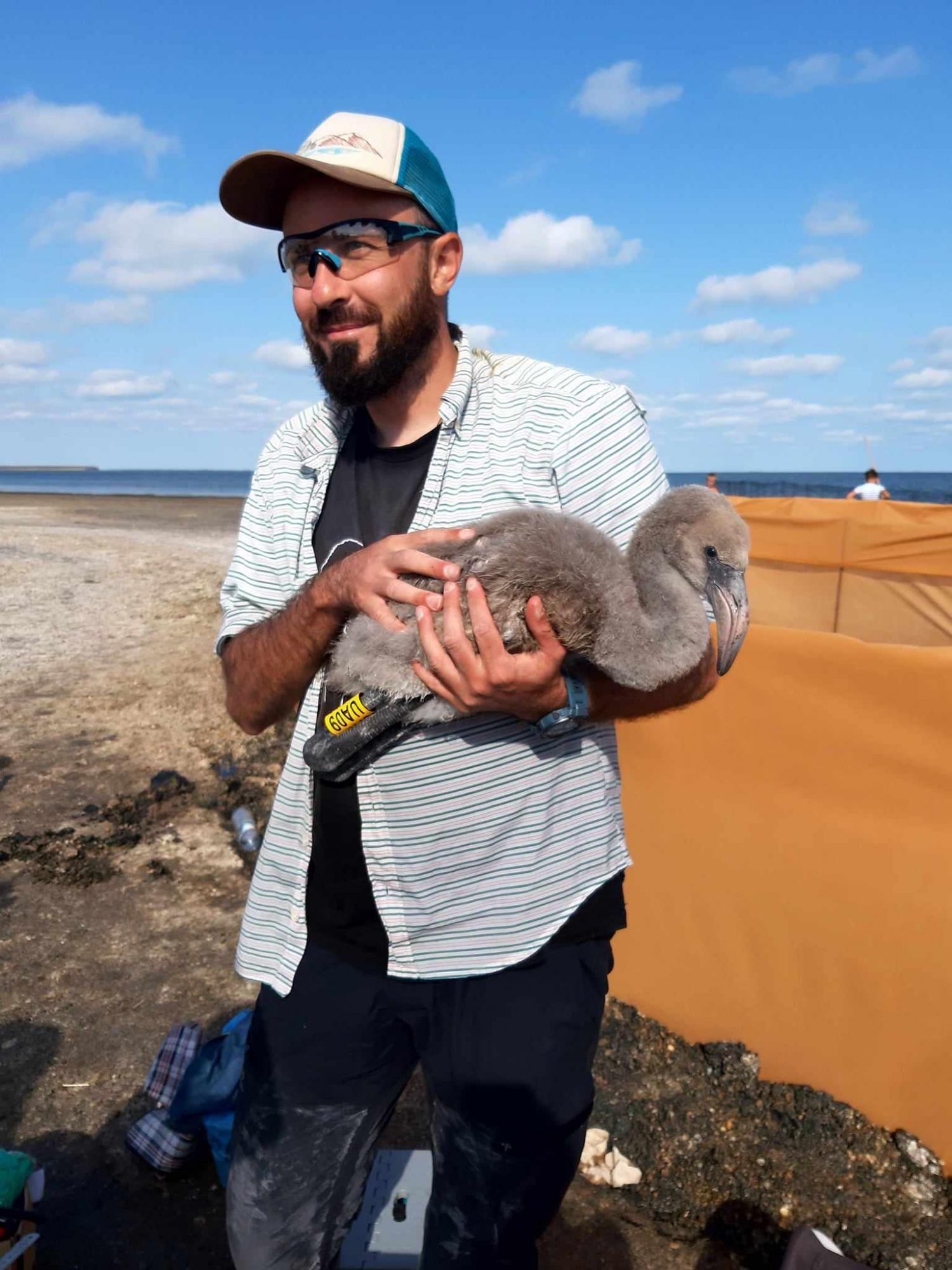 Украинские фламинго. Впервые под Одессой вылупилось почти две сотни птенцов (фото)