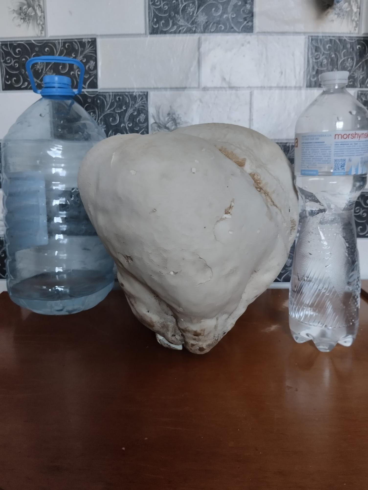 В Волынской области женщина нашла гриб-великан весом в 12 кг