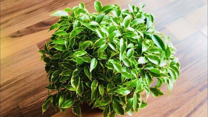 Названы комнатные растения, которые улучшают состояние здоровья