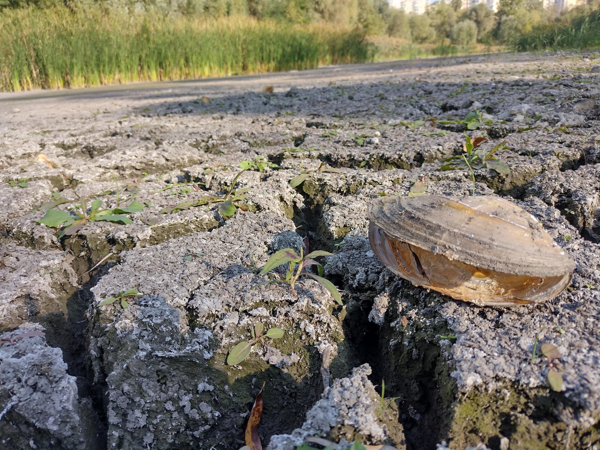 &quot;Озеро померло&quot;. Популярна київська водойма перетворилася на пустелю (фото)