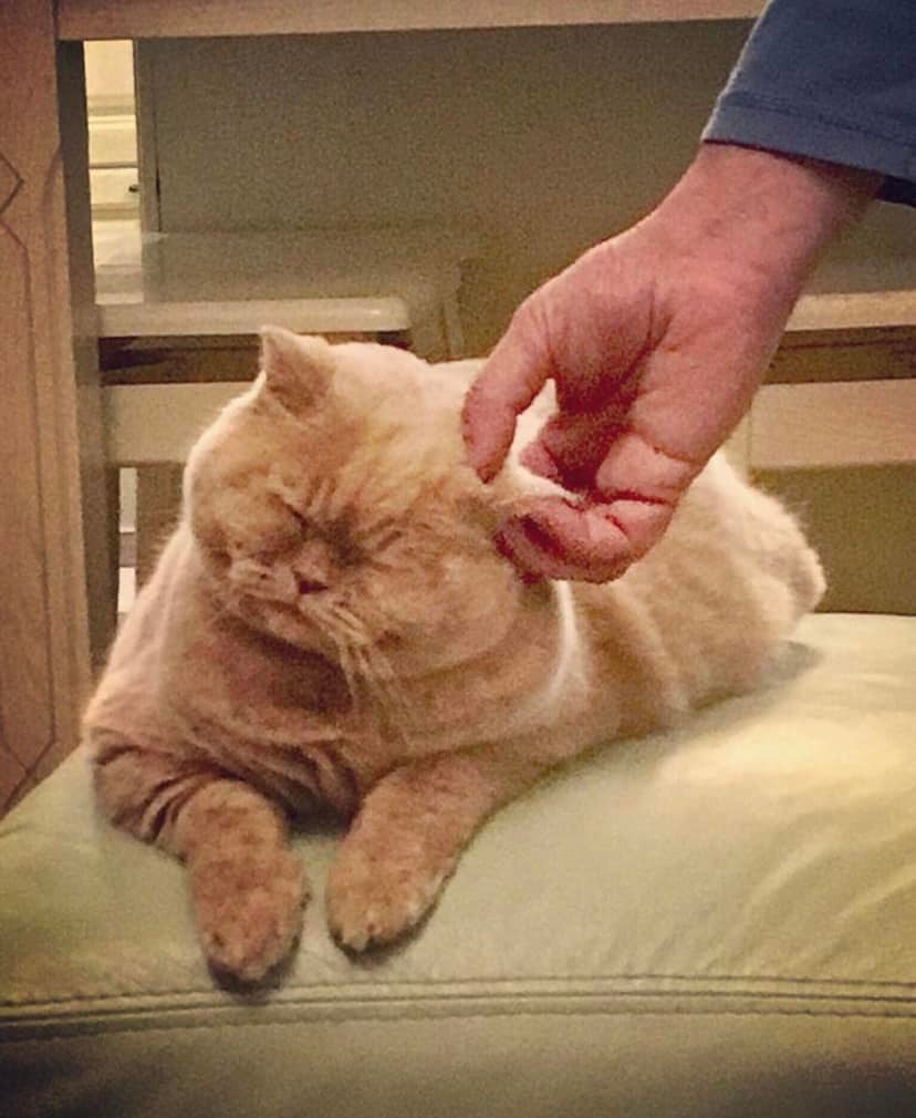 Пішов із життя "головний синоптик України" - кіт Апельмон