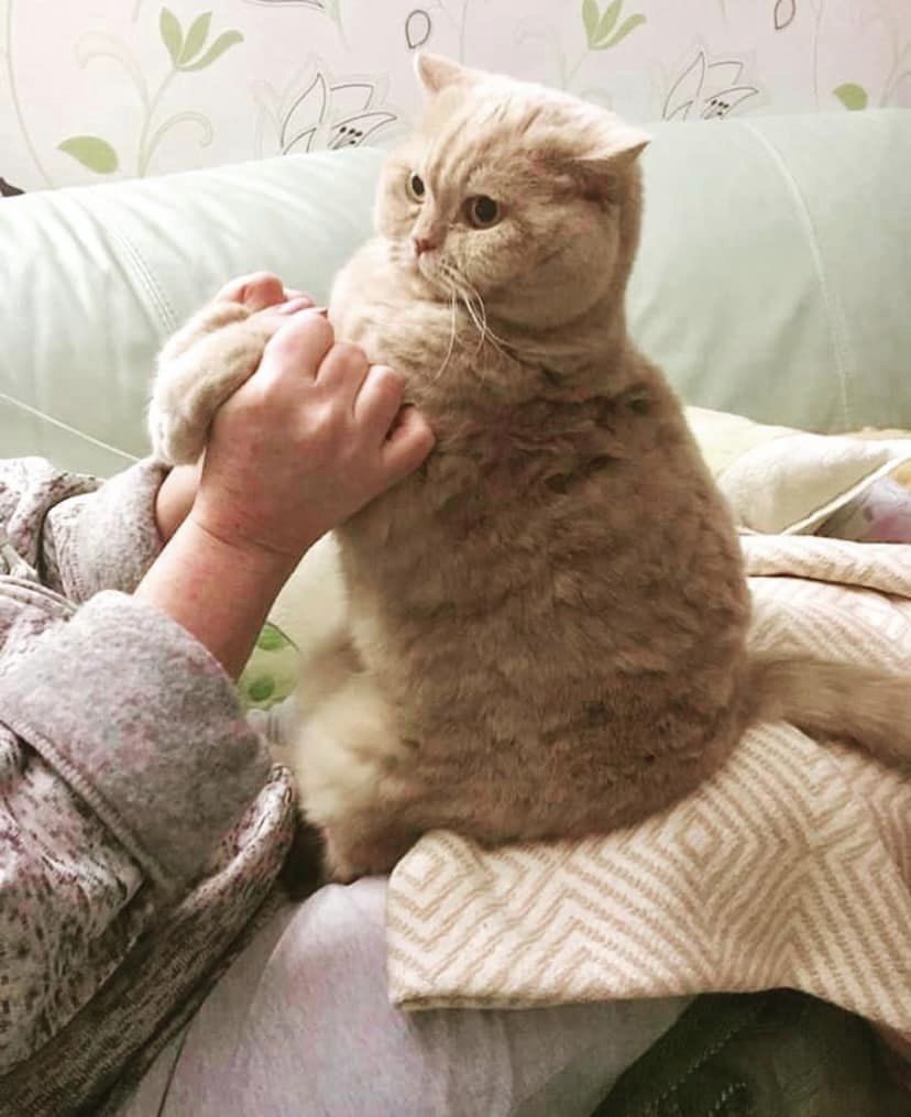 Пішов із життя "головний синоптик України" - кіт Апельмон