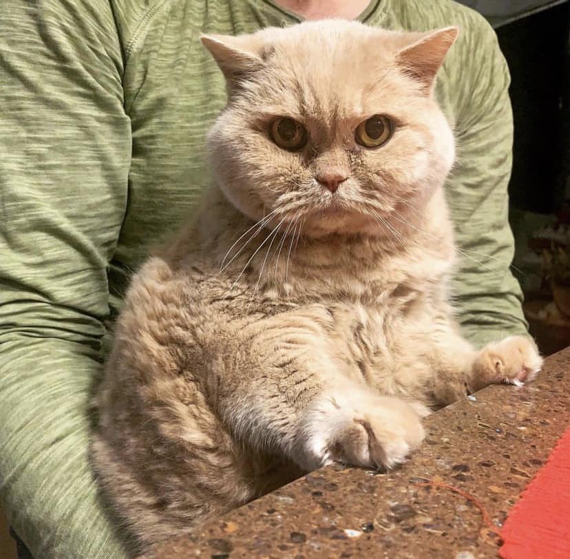 Пішов із життя "головний синоптик України" - кіт Апельмон