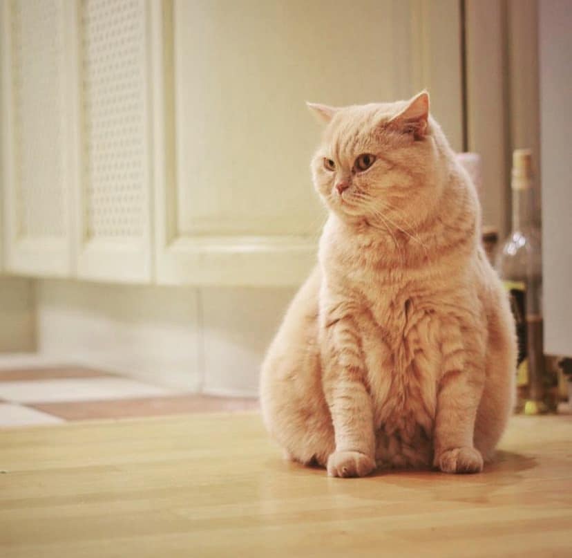 Пішов із життя "головний синоптик України" - кіт Апельмон