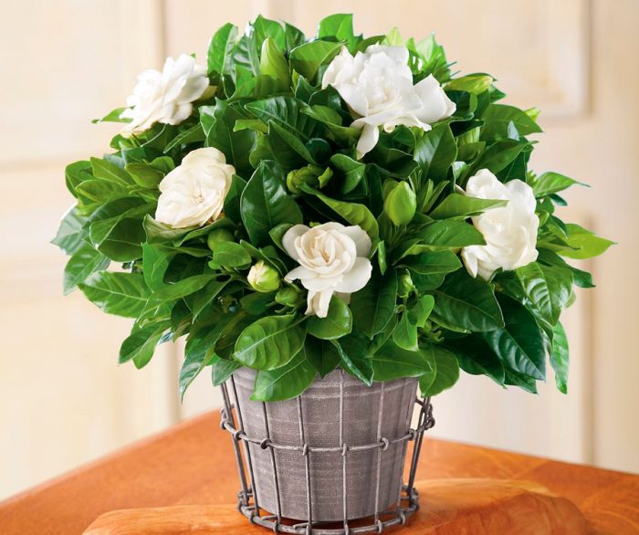 Які квіти не можна дарувати молодим дівчатам і зрілим жінкам, щоб їх не образити