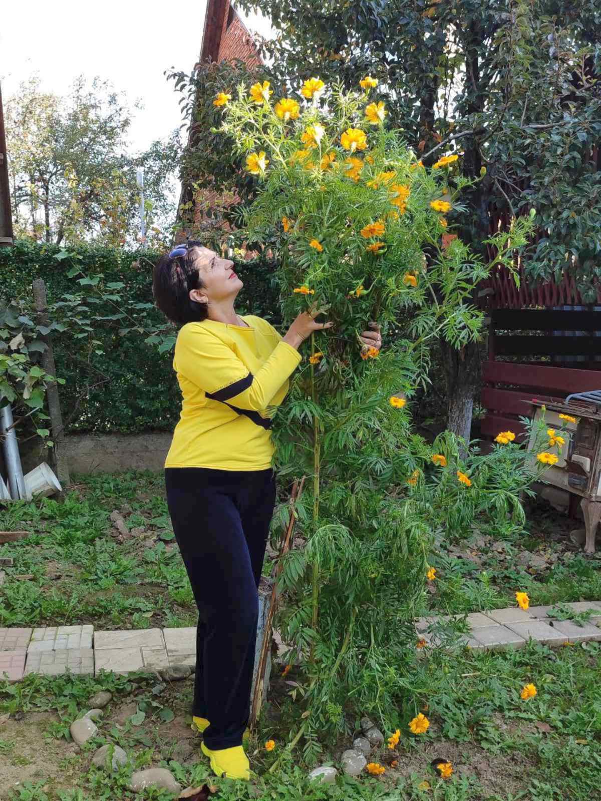 В Ужгороде выросли самые высокие чернобривцы в Украине. Смотрите, как они выглядят (фото)