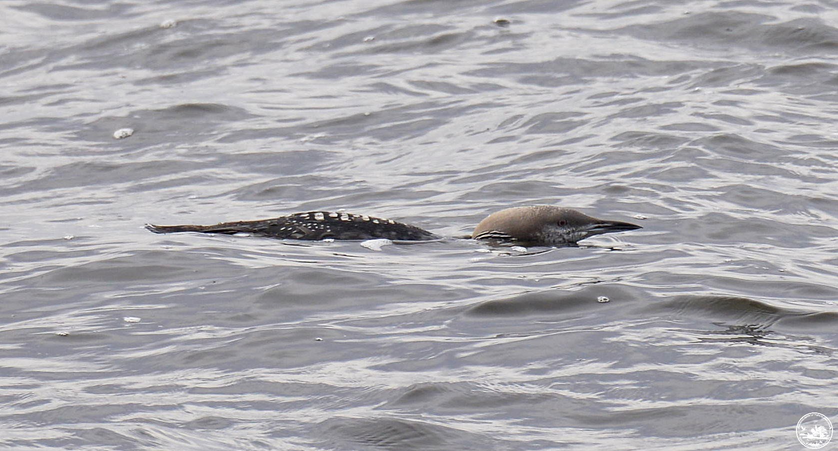 Эти животные часто гибнут под колесами осенью: кто именно и как их спасти