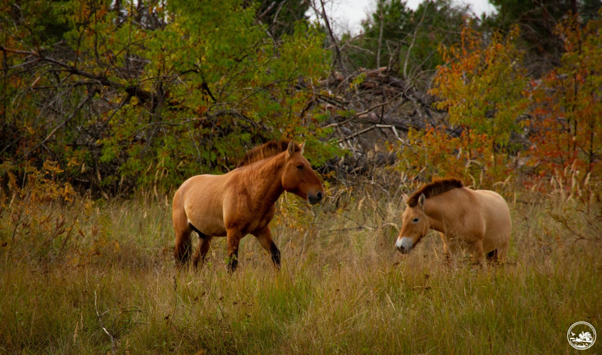 "Коні осені". У Чорнобилі показали неймовірної краси тварин (фото)
