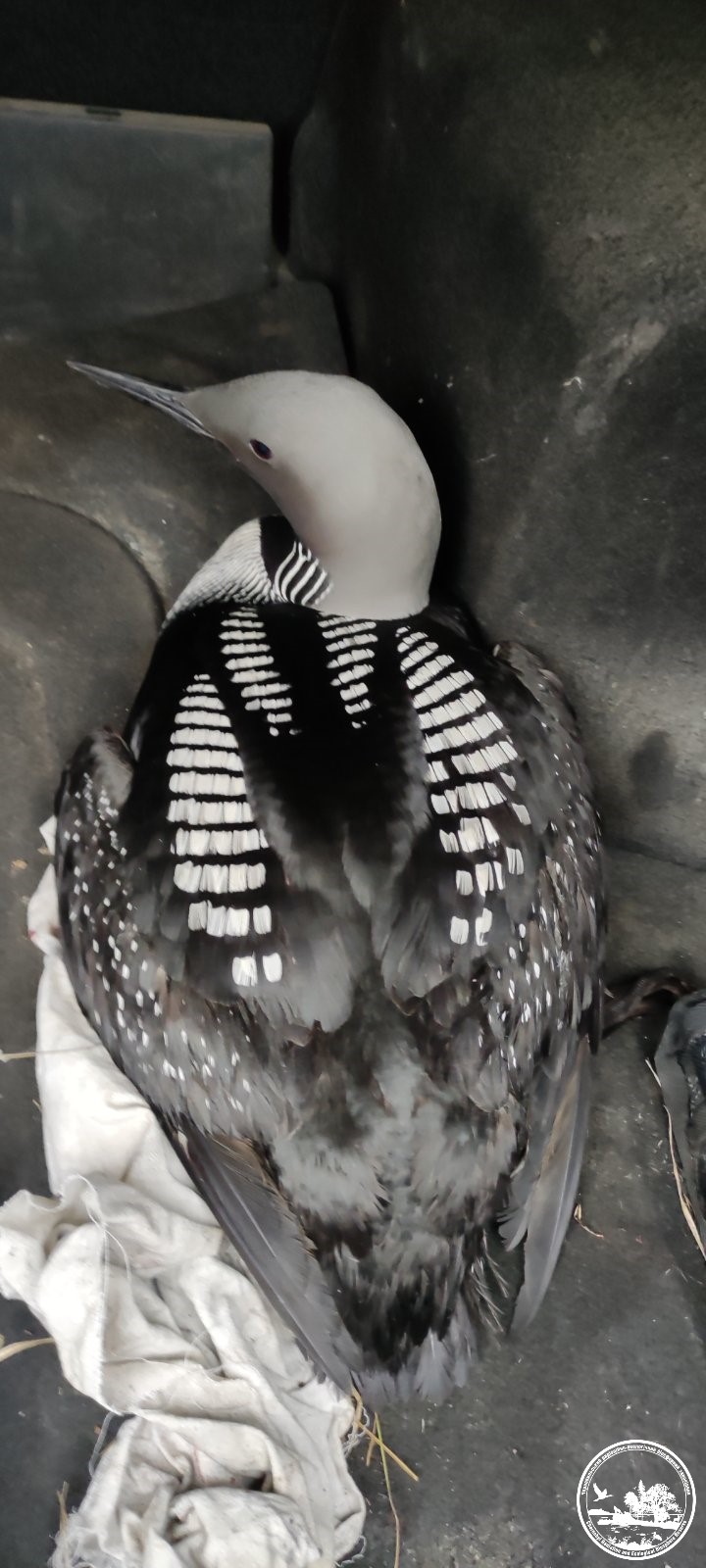 Эти животные часто гибнут под колесами осенью: кто именно и как их спасти