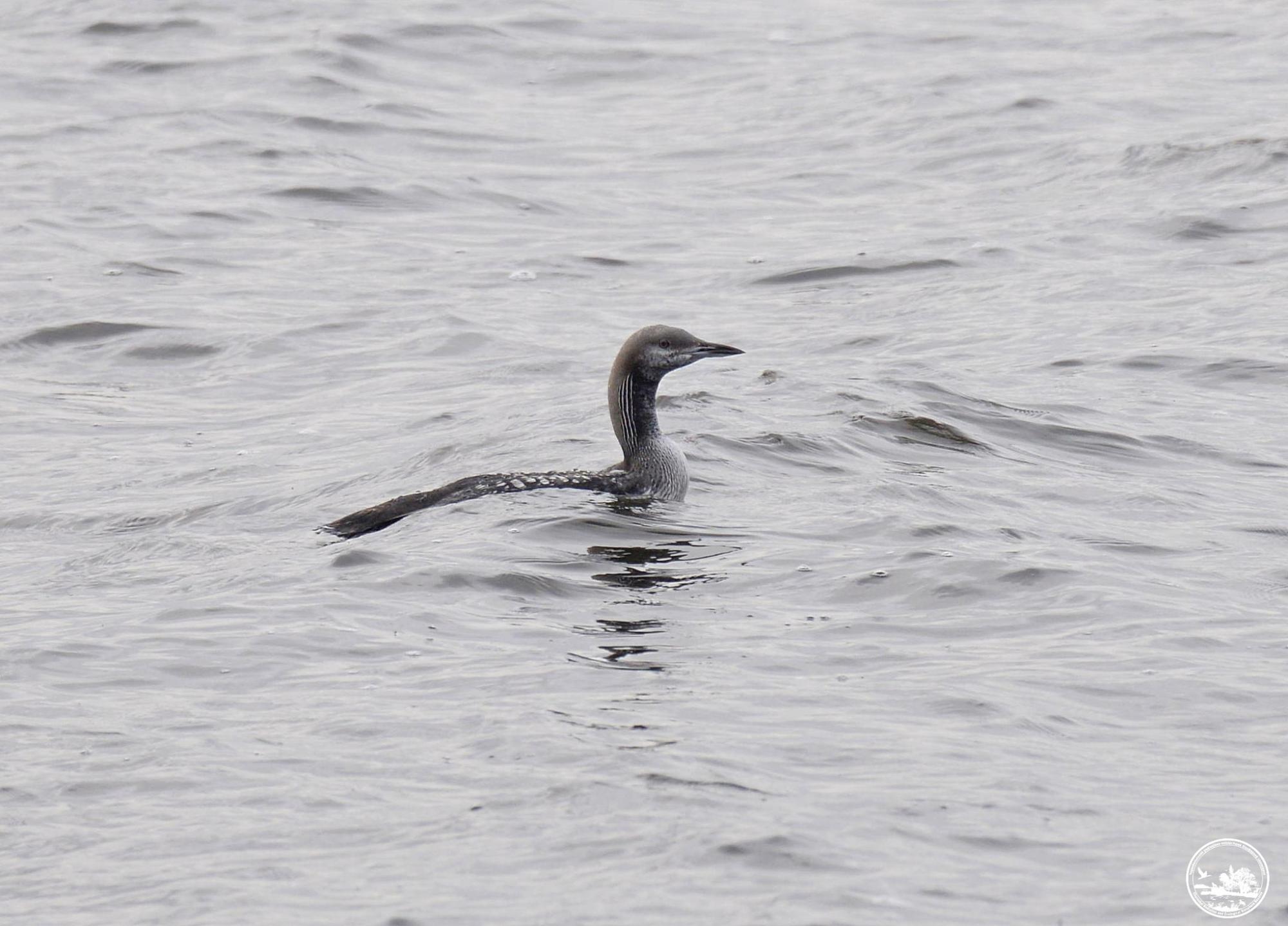 Эти животные часто гибнут под колесами осенью: кто именно и как их спасти