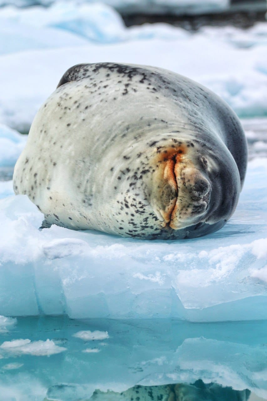 Украинские полярники показали морского леопарда, охотящегося на пингвина: невероятное видео