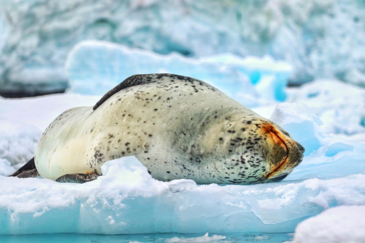 Украинские полярники показали морского леопарда, охотящегося на пингвина: невероятное видео