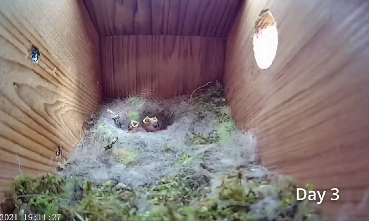 Дивіться приголомшливе відео про життя синиць: від порожнього гнізда до першого польоту пташенят
