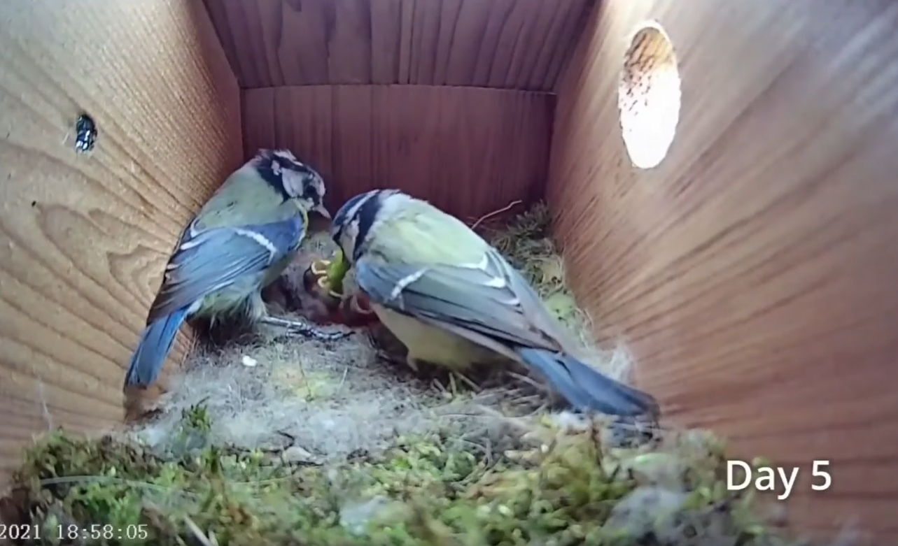 Дивіться приголомшливе відео про життя синиць: від порожнього гнізда до першого польоту пташенят