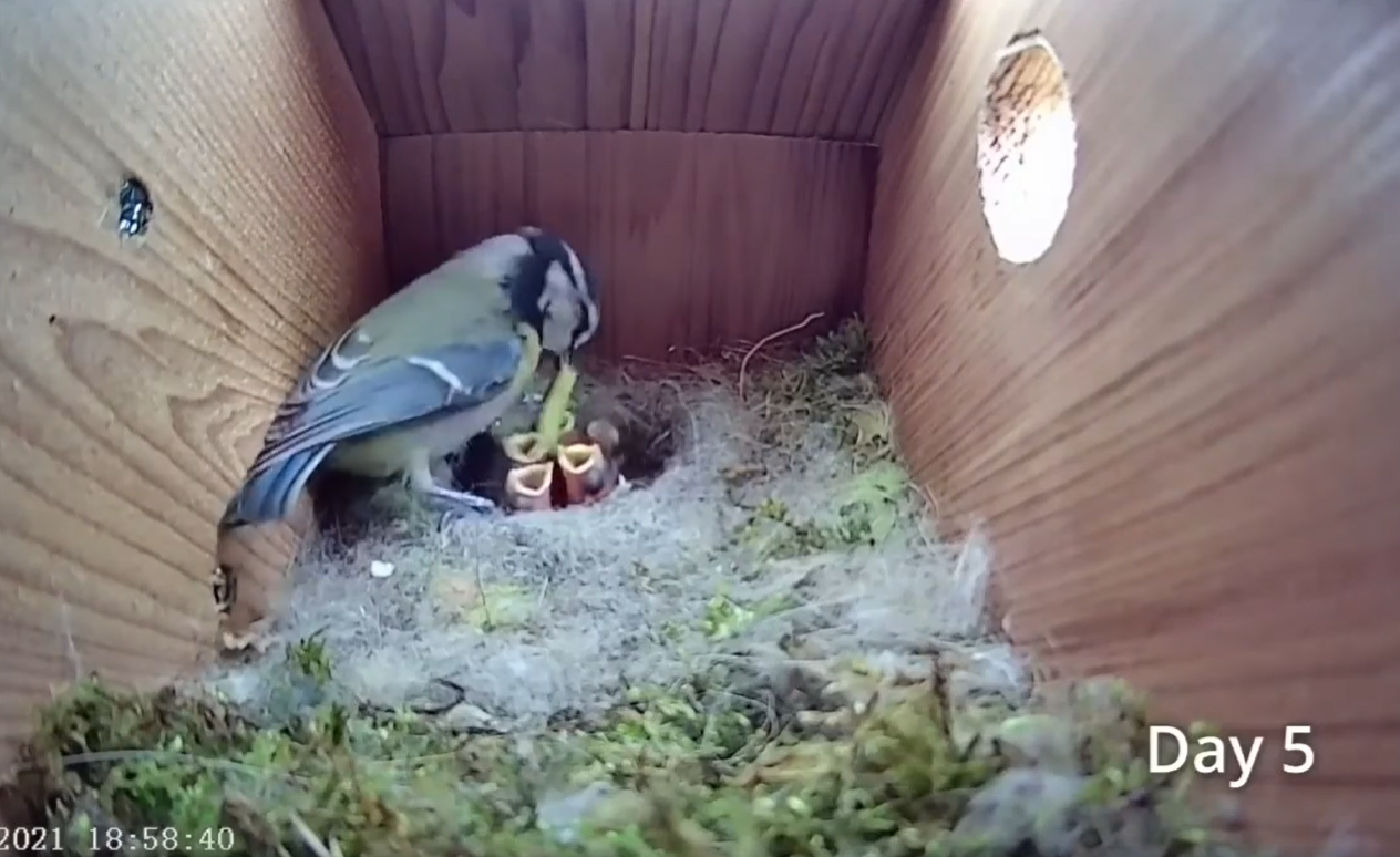 Дивіться приголомшливе відео про життя синиць: від порожнього гнізда до першого польоту пташенят