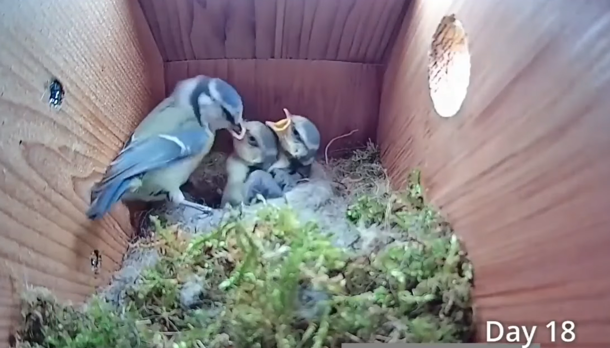 Дивіться приголомшливе відео про життя синиць: від порожнього гнізда до першого польоту пташенят