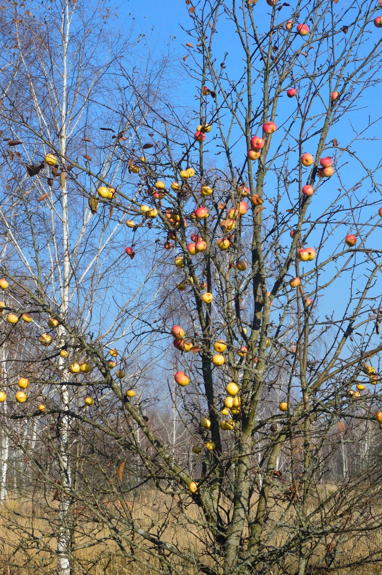 В Чернобыле медведь сломал хребет оленю (фото)
