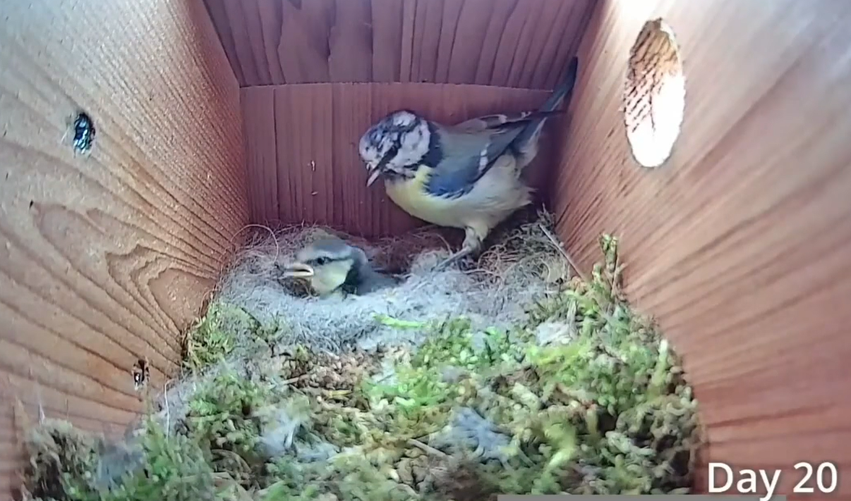 Дивіться приголомшливе відео про життя синиць: від порожнього гнізда до першого польоту пташенят
