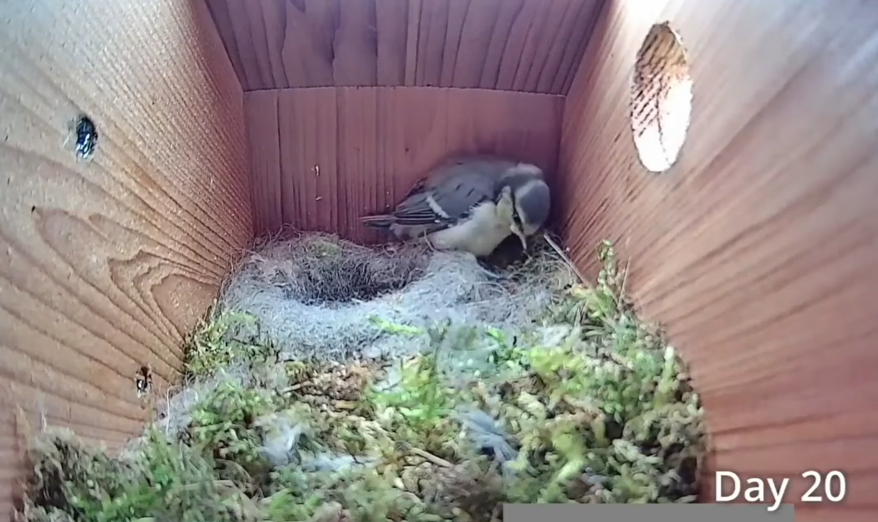 Дивіться приголомшливе відео про життя синиць: від порожнього гнізда до першого польоту пташенят