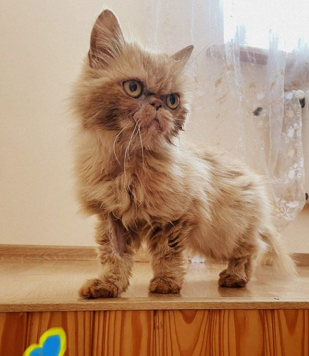 Животные, которые стали во время войны талисманами: кто останется в нашей памяти навсегда