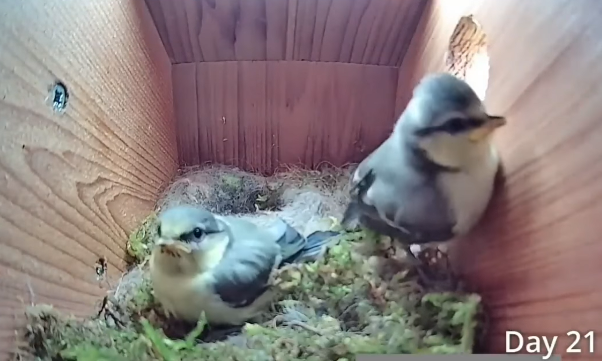 Дивіться приголомшливе відео про життя синиць: від порожнього гнізда до першого польоту пташенят