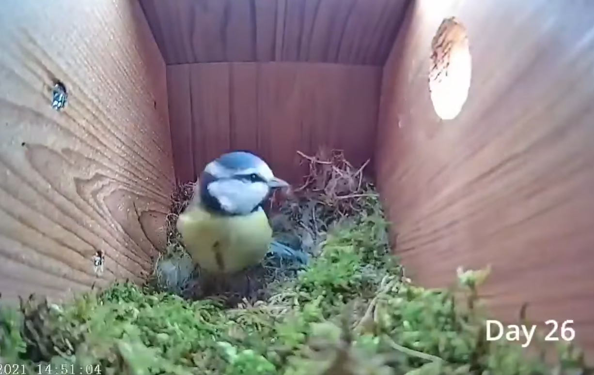 Дивіться приголомшливе відео про життя синиць: від порожнього гнізда до першого польоту пташенят