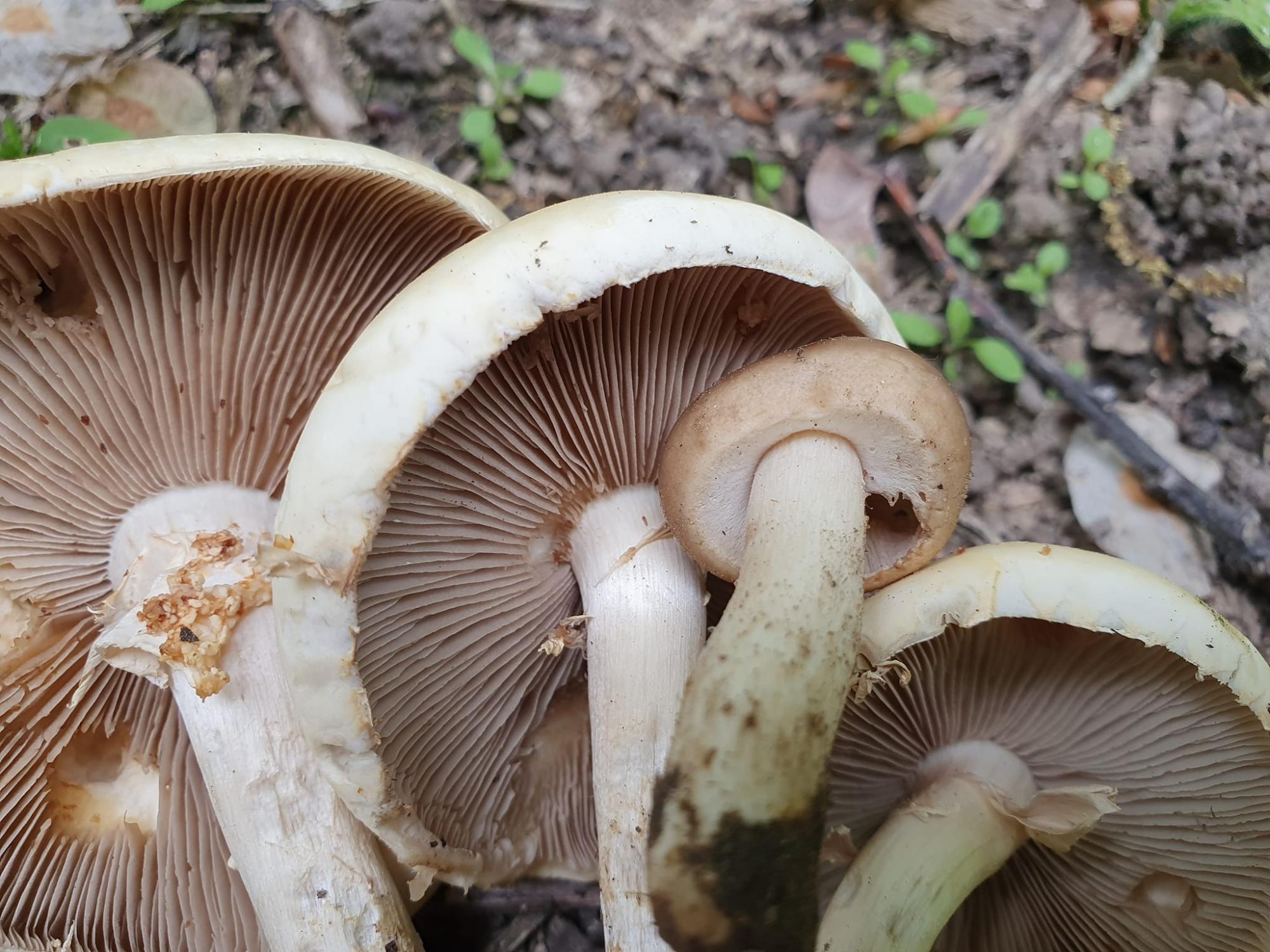 Грибников предупредили об опасности, которая может стоить здоровья или даже жизни (фото)