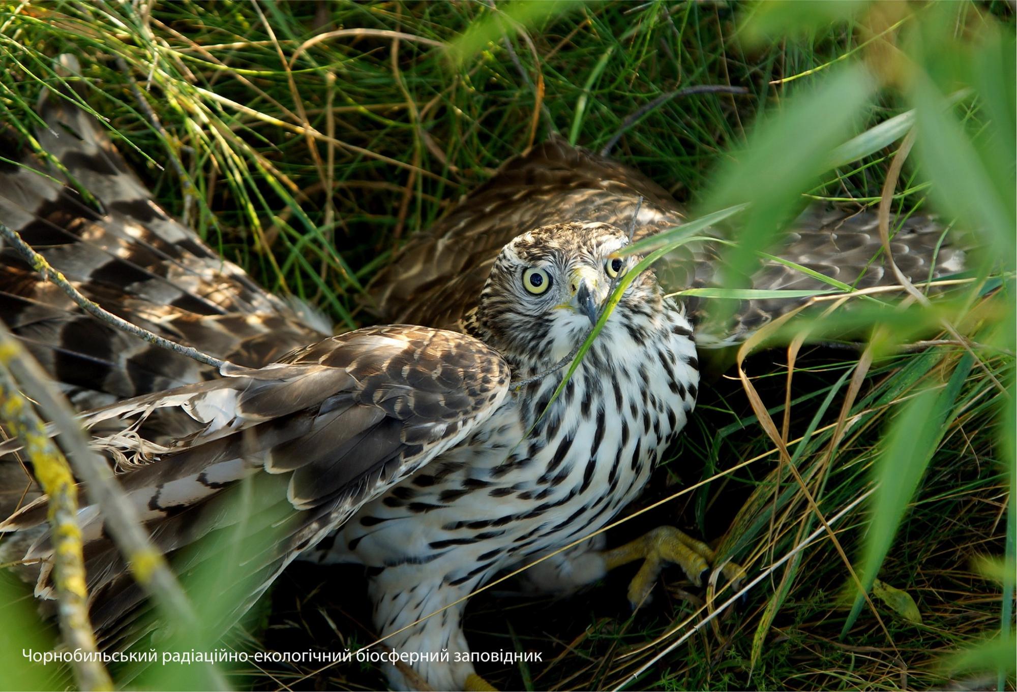 В Чернобыле в кадр попали редкие животные: самые красочные фото с зоны отчуждения