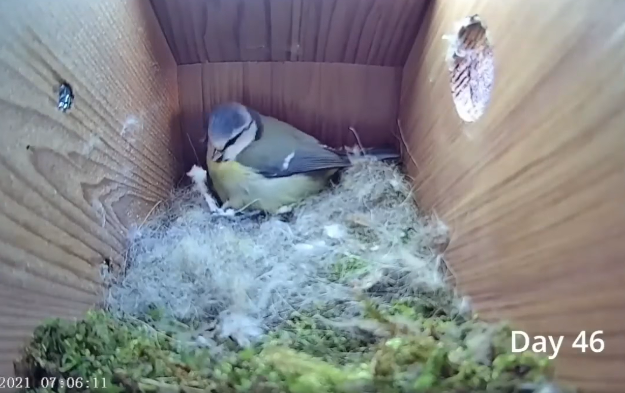 Дивіться приголомшливе відео про життя синиць: від порожнього гнізда до першого польоту пташенят