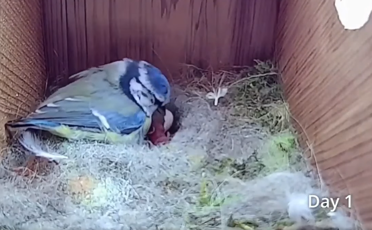 Дивіться приголомшливе відео про життя синиць: від порожнього гнізда до першого польоту пташенят