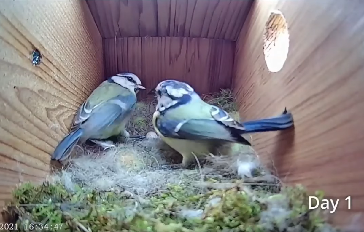 Дивіться приголомшливе відео про життя синиць: від порожнього гнізда до першого польоту пташенят