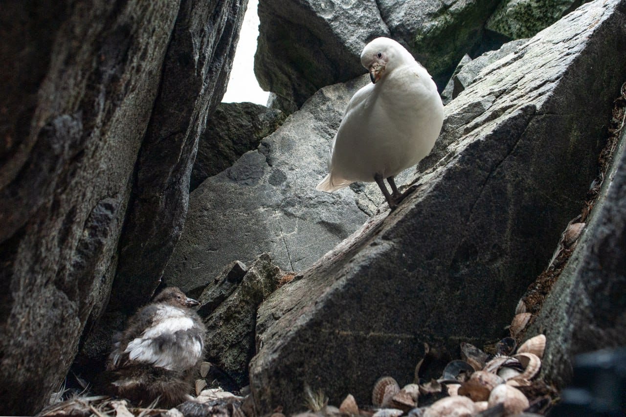 Украинские полярники показали любознательных "помощников", заглядывающих им в окна: милые фото