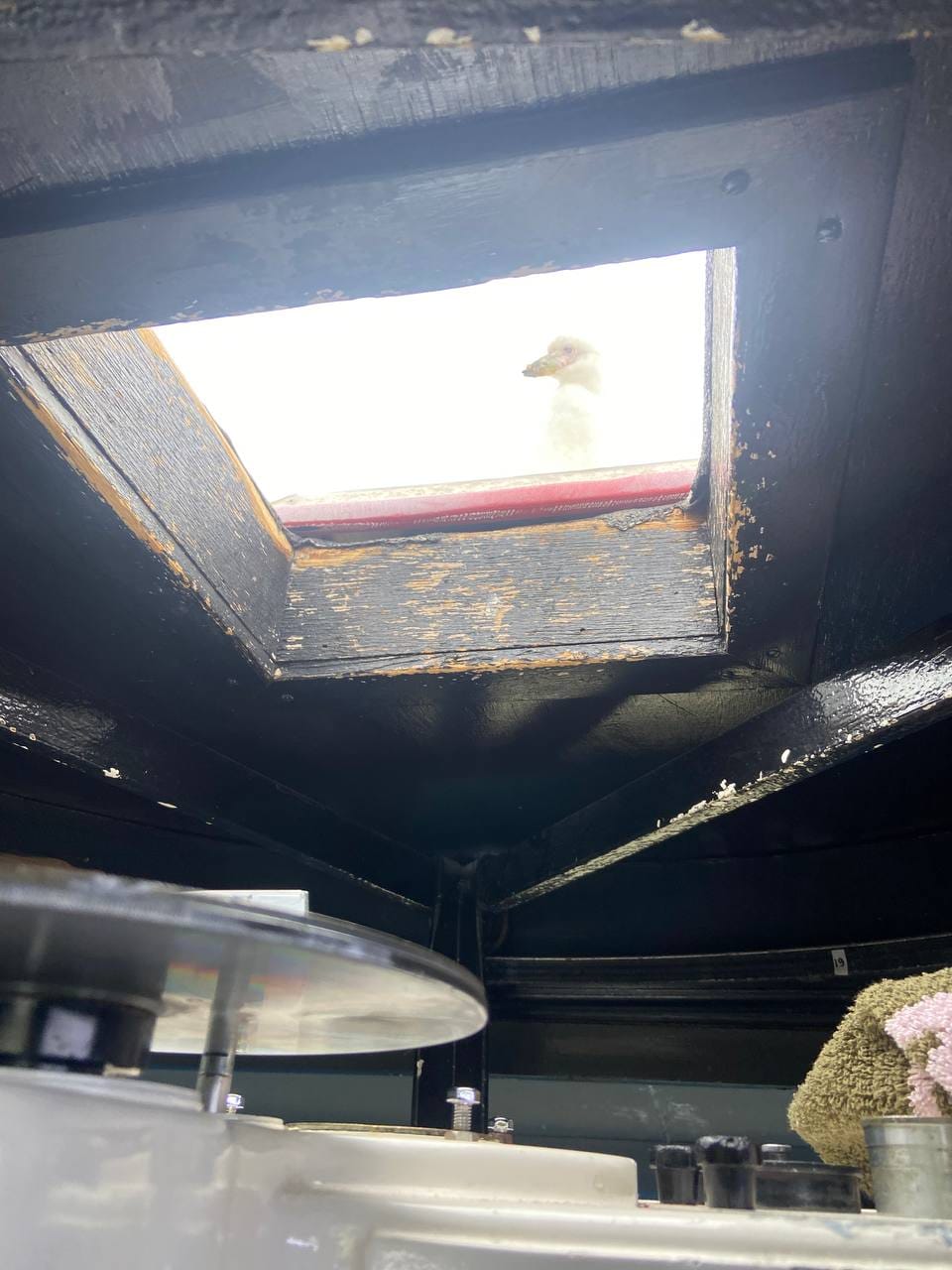 Украинские полярники показали любознательных "помощников", заглядывающих им в окна: милые фото