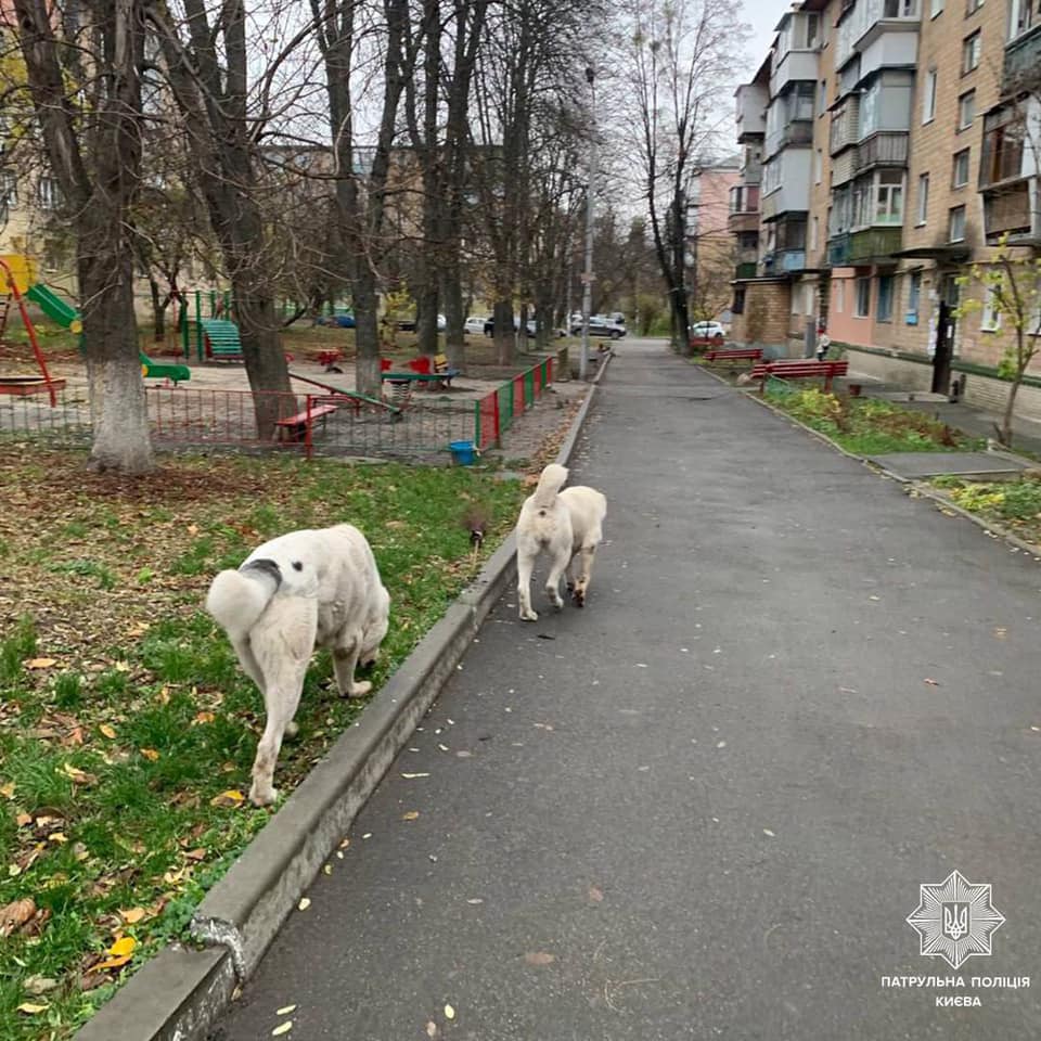 &quot;Загризають на смерть&quot;. У Києві собаки екс-&quot;регіонала&quot; тримають у страху весь район