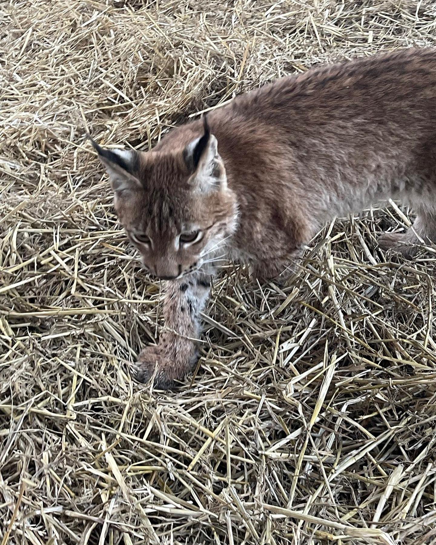В Киеве хотели продать краснокнижное животное. От ее вида осталось всего до 500 особей (фото)