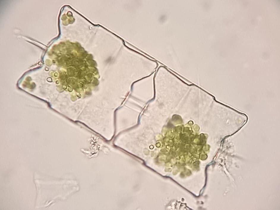 Украинские ученые обнаружили внезапный рост хлорофилла в океане: к чему это приведет