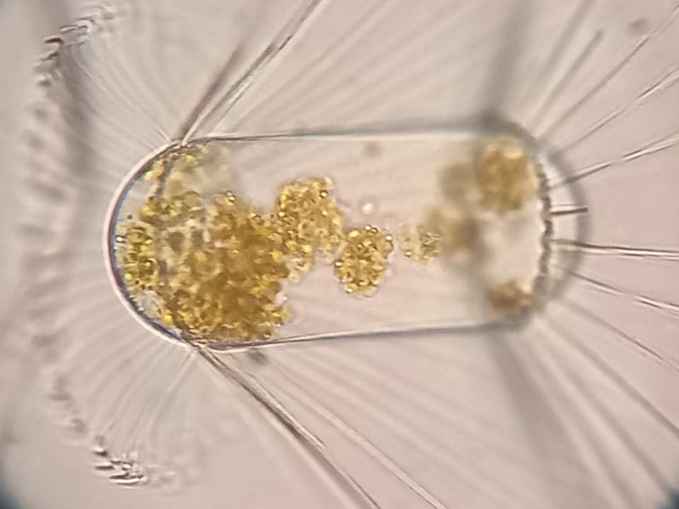 Украинские ученые обнаружили внезапный рост хлорофилла в океане: к чему это приведет