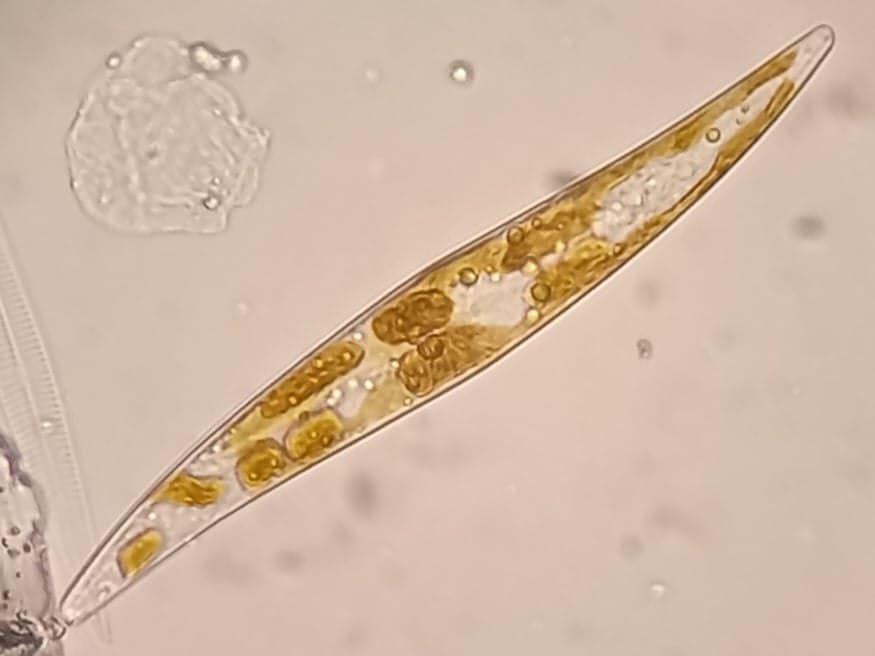 Украинские ученые обнаружили внезапный рост хлорофилла в океане: к чему это приведет