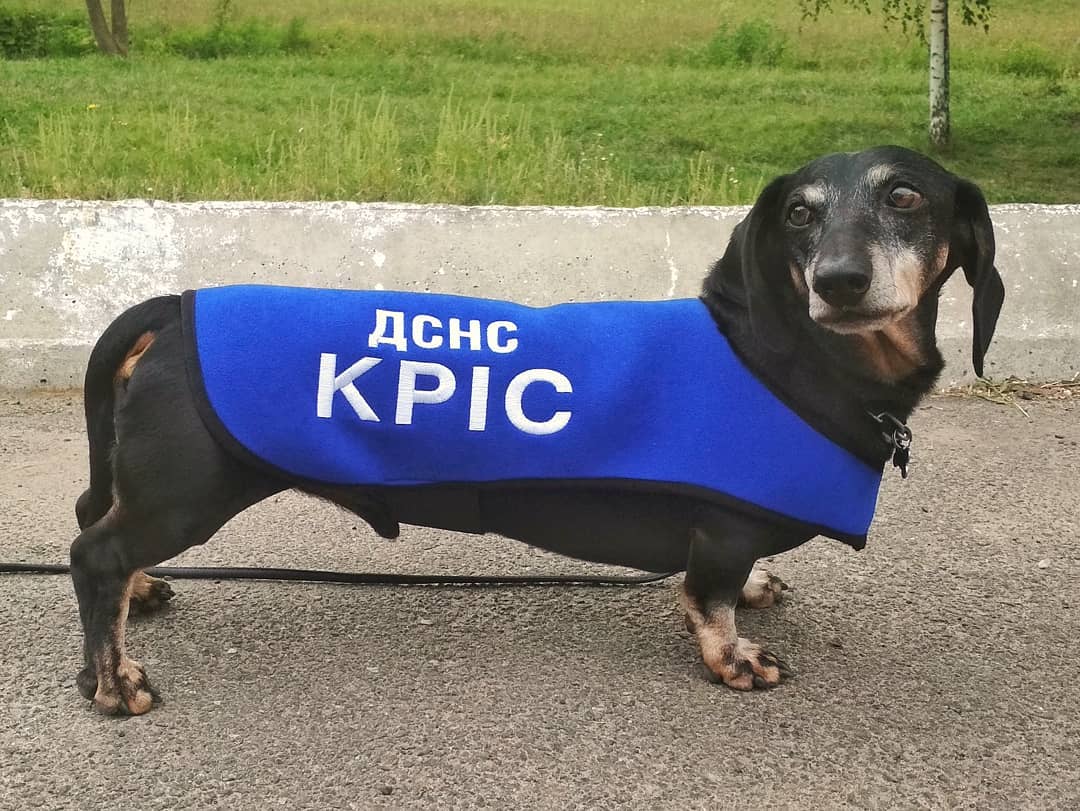 Не тільки Патрон: у ДСНС розповіли про пошуково-рятувальну таксу-ветерана