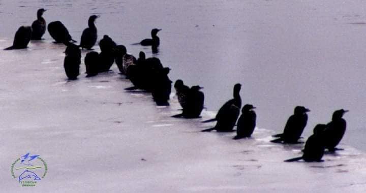 Редкие птицы прилетели зимовать в Украину: посмотрите на этих красавцев (фото)