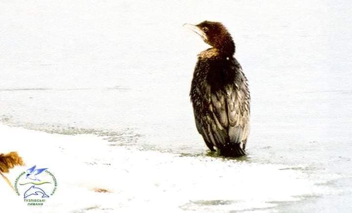 Редкие птицы прилетели зимовать в Украину: посмотрите на этих красавцев (фото)