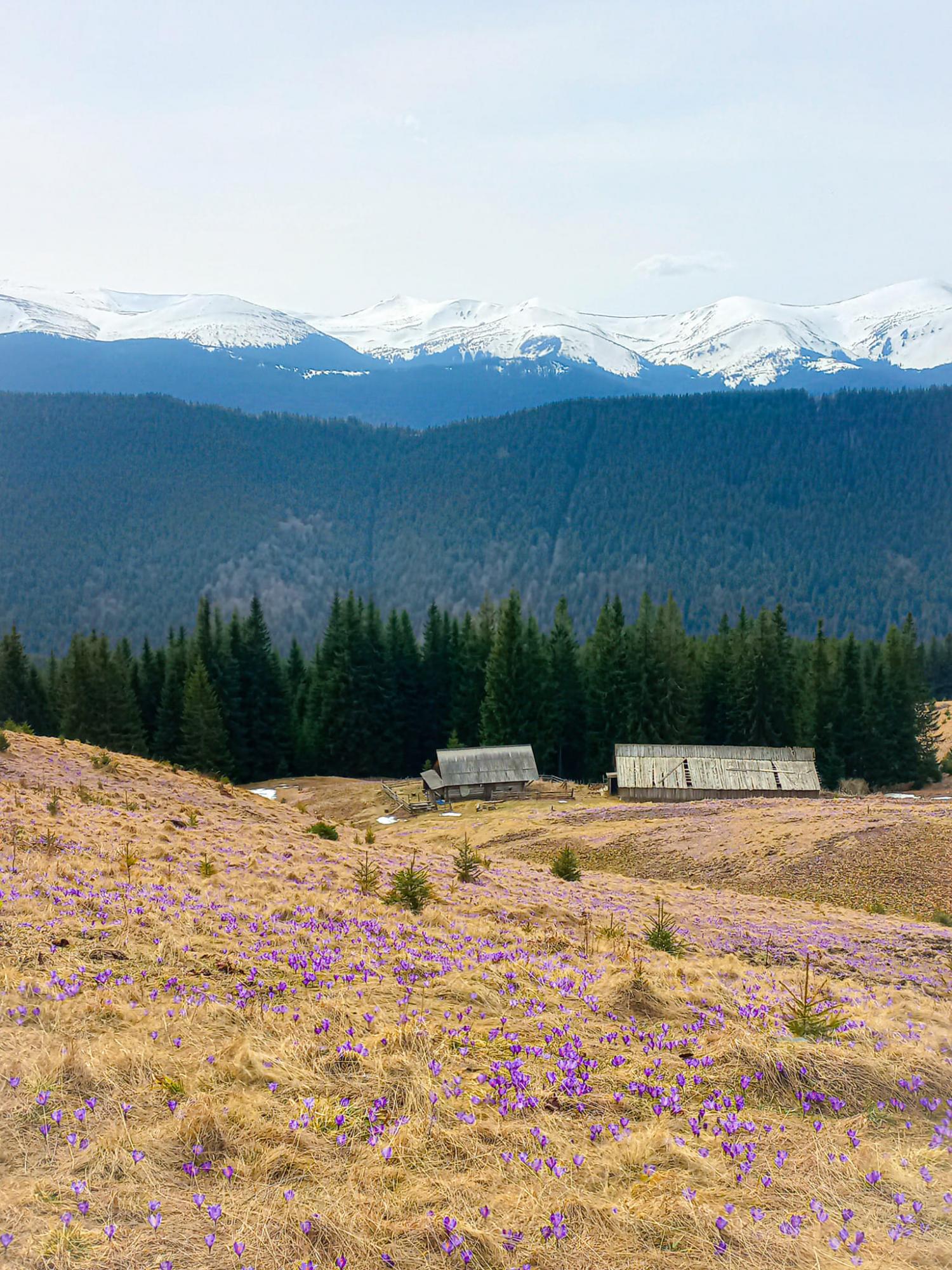 В Карпаты пришла весна: невероятные фото с горных вершин, усеяных цветами