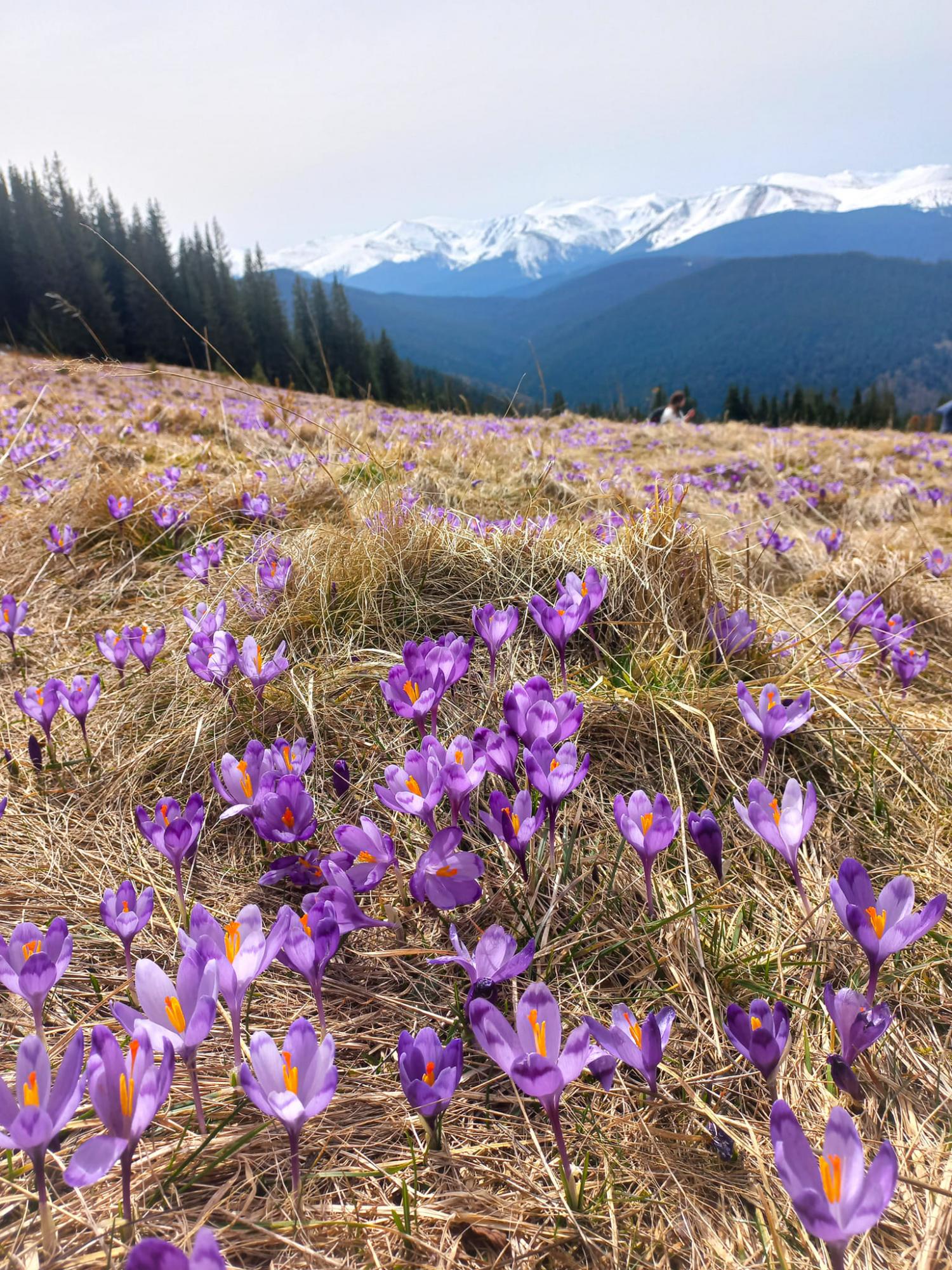 В Карпаты пришла весна: невероятные фото с горных вершин, усеяных цветами