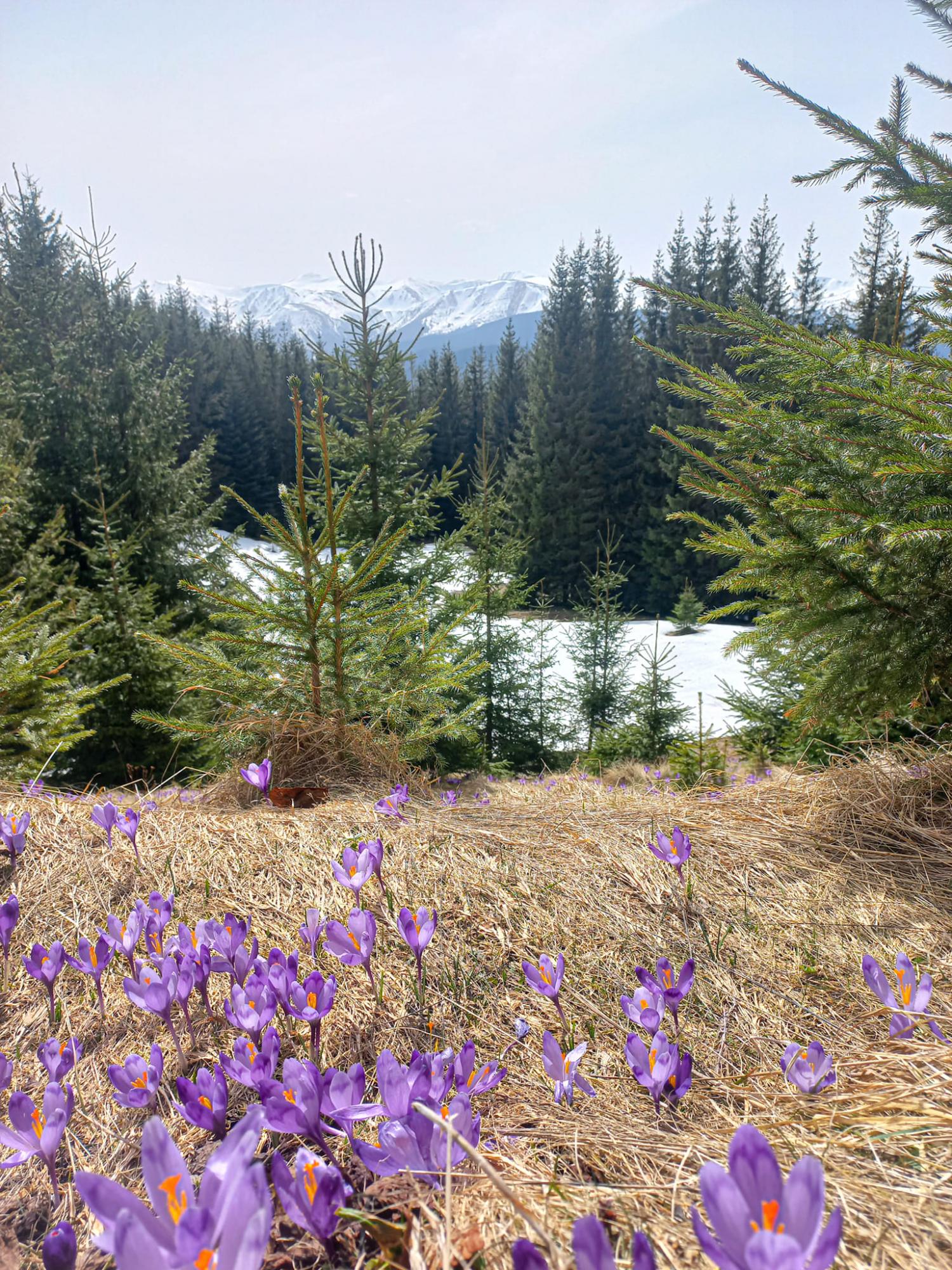 В Карпаты пришла весна: невероятные фото с горных вершин, усеяных цветами