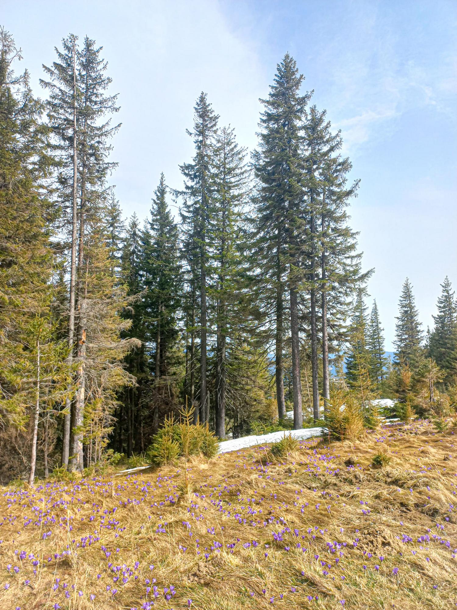 В Карпаты пришла весна: невероятные фото с горных вершин, усеяных цветами