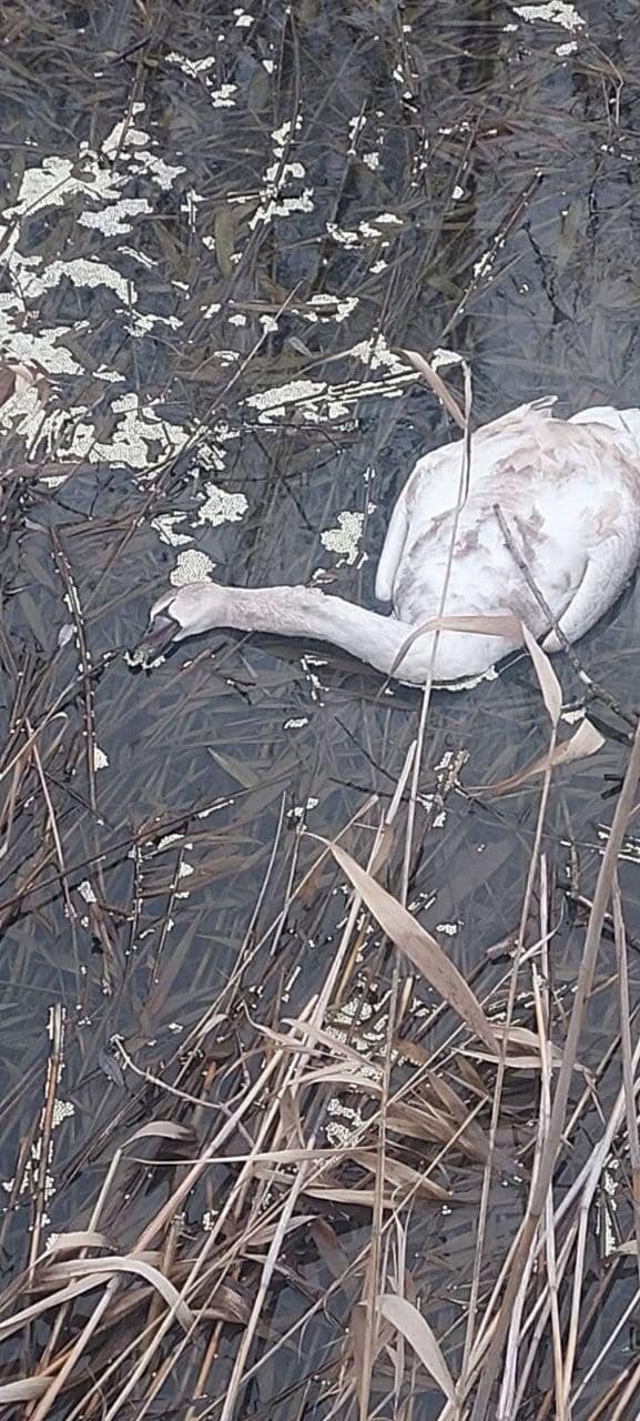 Зоологи бьют тревогу. Под Одессой в нацпарке по неизвестным причинам гибнут лебеди (фото)