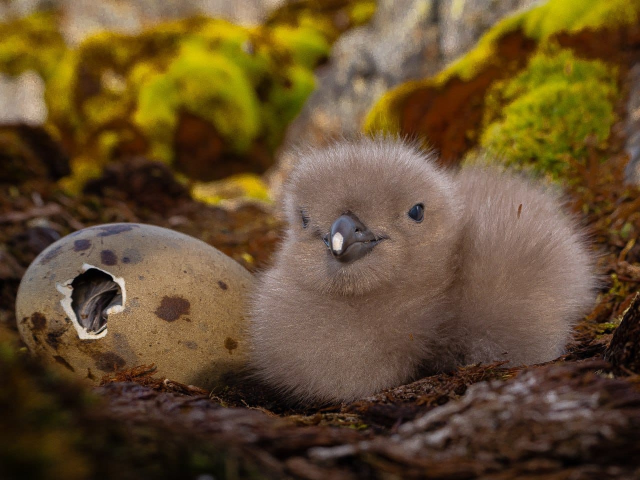 Полярники показали арктических птенцов, которые впервые за два года вылупились возле станции