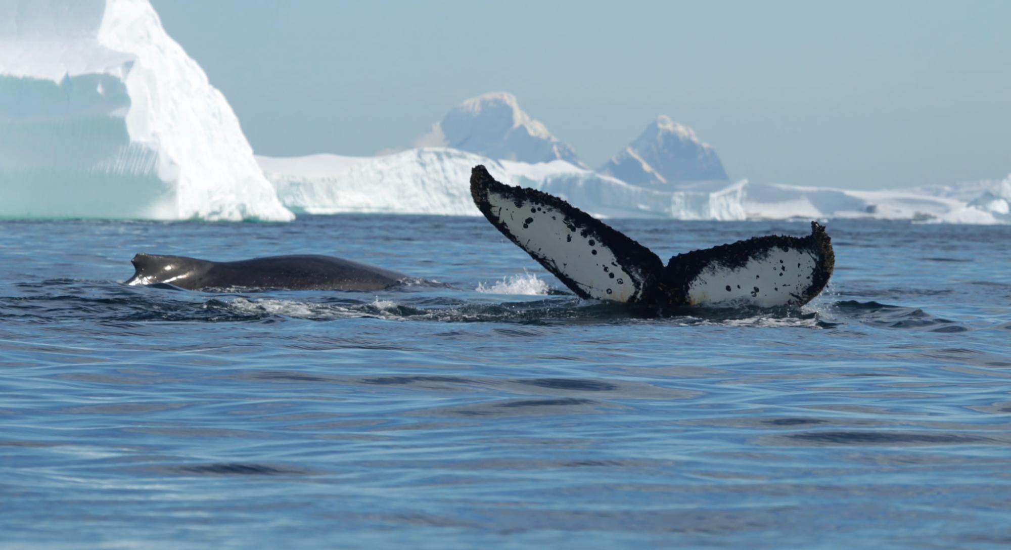 Крупнейшие животные на Земле: Украинские полярники показали китов в Антарктике
