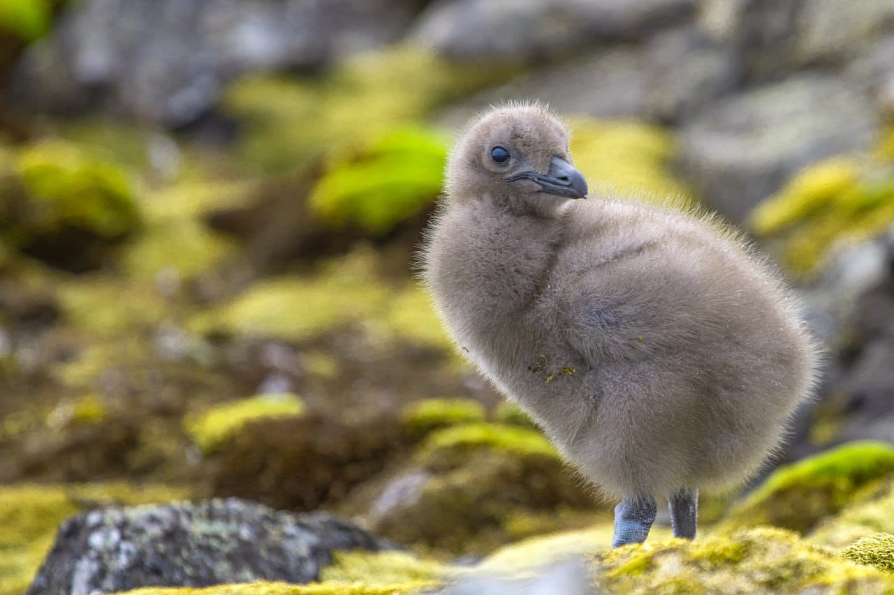 Полярники показали арктических птенцов, которые впервые за два года вылупились возле станции
